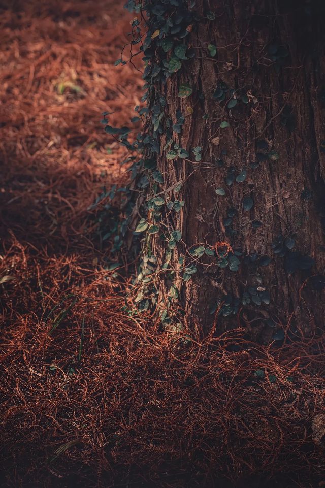 紅楓林裡看泉州