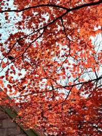 莫干山賞楓攻略不早起錯過整個秋天!