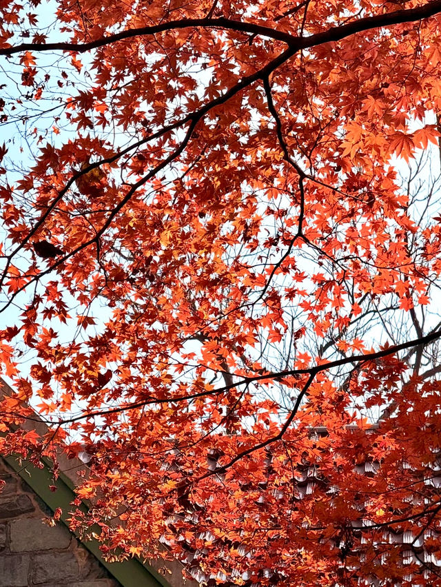 莫干山賞楓攻略不早起錯過整個秋天! 莫干山賞楓攻略不早起錯過整個秋天!