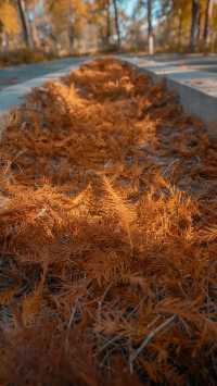 泉州秋日限定落羽杉紅了!這抹金黃必打卡