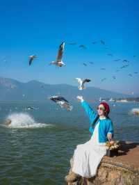 昆明限定一日遊 喂海鷗+逛老街太治癒啦