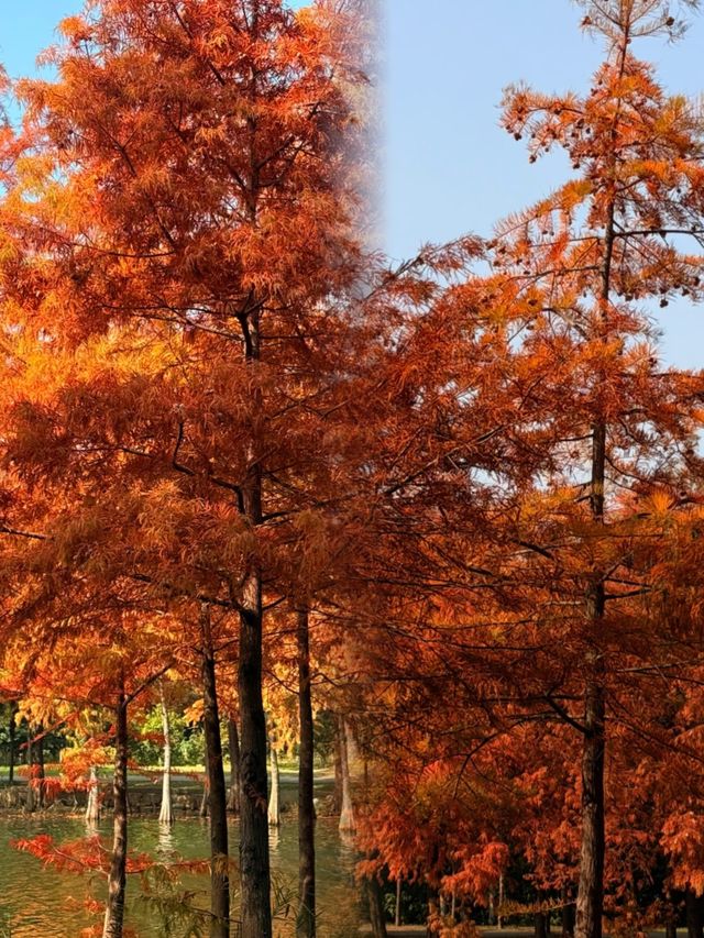 江蘇人嘴真嚴,這麼美的地方藏著不說~ 江蘇人嘴真嚴,這麼美的地方藏著不說~