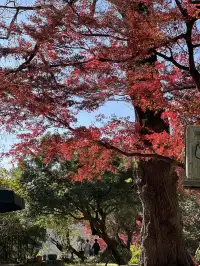 莫干山的正確打開方式