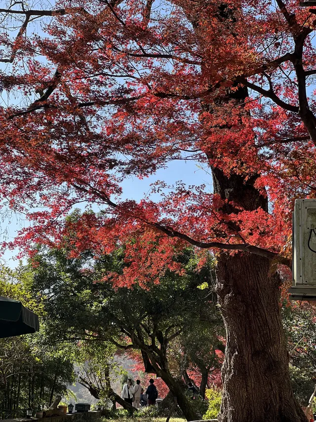 莫干山的正確打開方式 莫干山的正確打開方式