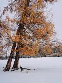 11.26實拍冬天的阿勒泰真的美到封神!!