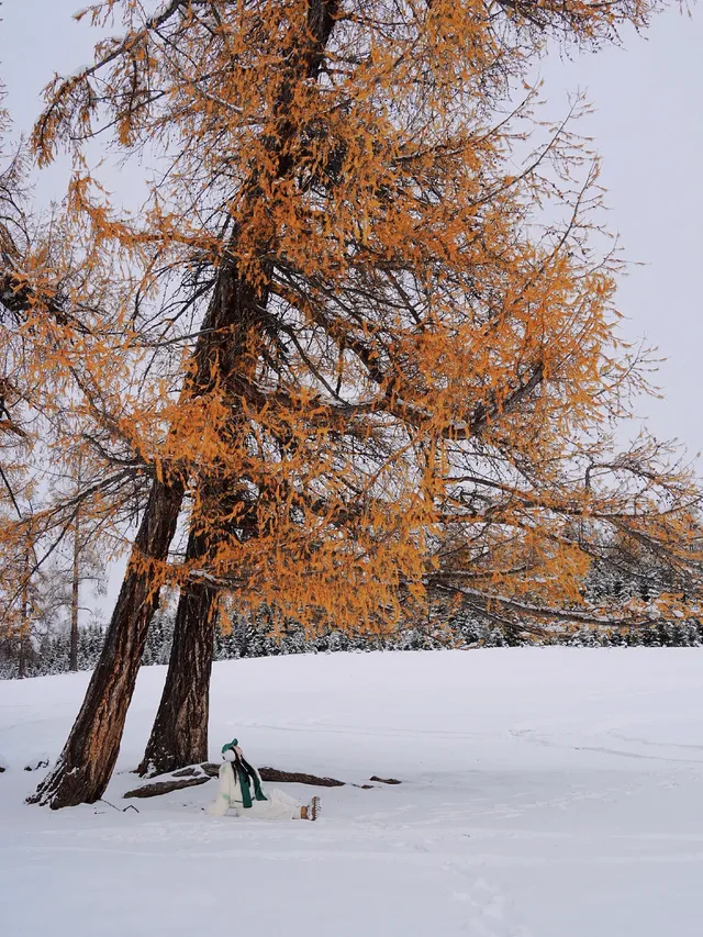 11.26實拍冬天的阿勒泰真的美到封神!! 11.26實拍冬天的阿勒泰真的美到封神!!