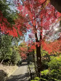 名古屋紅葉 東山植物園2025.11.27