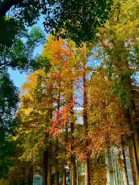 11.30蘇大銀杏實況|想要的色彩這都有
