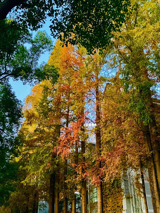 11.30蘇大銀杏實況|想要的色彩這都有 11.30蘇大銀杏實況|想要的色彩這都有
