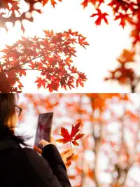 盼瘋了!陽澄湖紅楓大道已進入全紅模式!