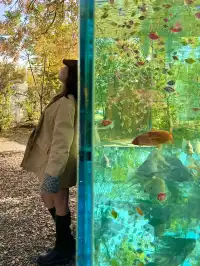 上海自駕1h賞秋紅透的楓葉真的美到封神