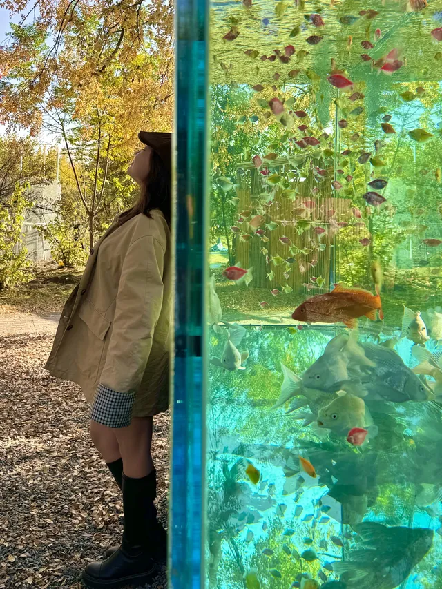 上海自駕1h賞秋紅透的楓葉真的美到封神 上海自駕1h賞秋紅透的楓葉真的美到封神