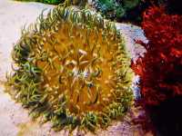 Coral Kingdom Calling: Your Ultimate Great Barrier Reef Snorkel Adventure