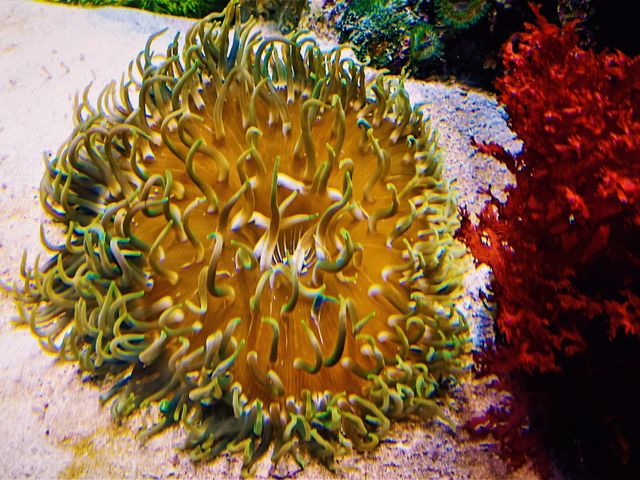 Coral Kingdom Calling: Your Ultimate Great Barrier Reef Snorkel Adventure