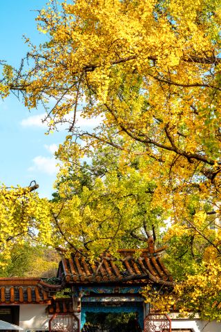 Kunming|A Must-Bookmark! Cuihu Park’s Golden Fairy Tale Takes Over the Entire Autumn