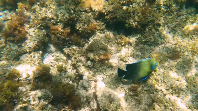 被譽為「海底熱帶雨林」-澳大利亞大堡礁