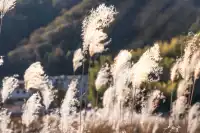 婺源秋日限定包車+跟拍航拍一站式搞定!