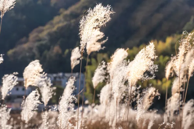 婺源秋日限定包車+跟拍航拍一站式搞定! 婺源秋日限定包車+跟拍航拍一站式搞定!