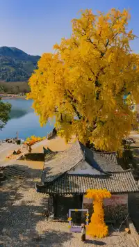 12.4實拍溫州銀杏王黃透了曬秋同框拍照