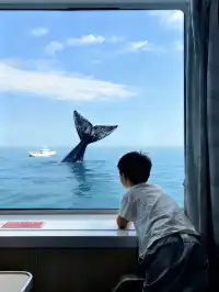 帶娃去25°C潿洲島追鯨！真的比悉尼還震撼