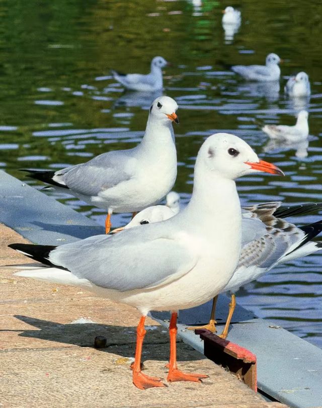 翠湖公園的海鷗全體出動！現在流行"爬樹"了🌳