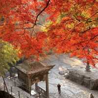 帶上這個以防萬一｜秋天的星星調色教程