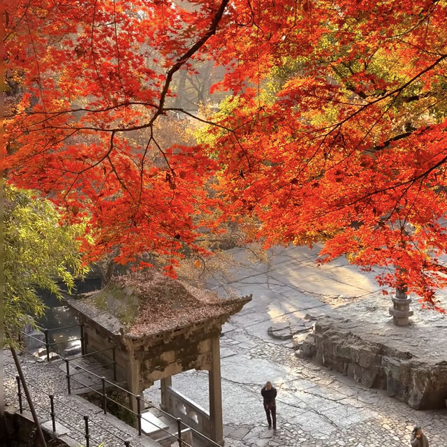 帶上這個以防萬一｜秋天的星星調色教程