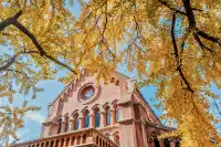 就在中環內|一個週末賞遍上海的銀杏之海