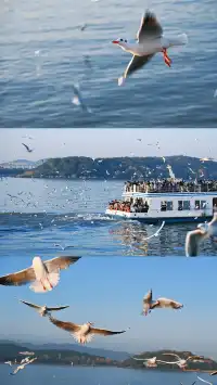 無錫｜鼋頭渚的海鷗從不失約