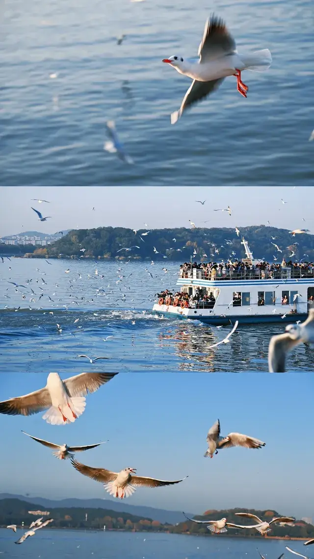 無錫｜鼋頭渚的海鷗從不失約