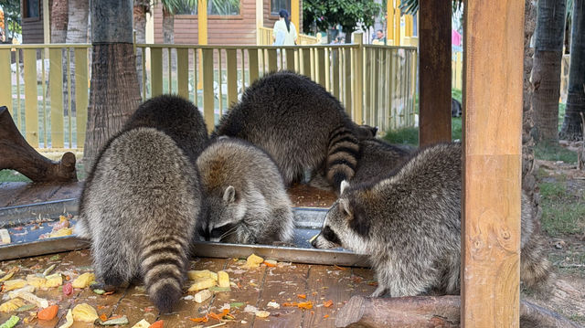 廈門冬暖｜靈玲動物園裡藏著雙倍浪漫