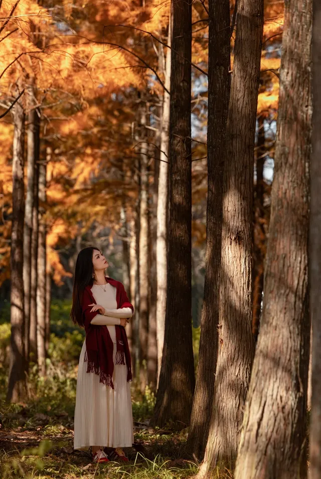 長興桃花岬的紅杉很美啊～～