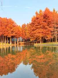 上海初冬限定浪漫|碳路者公園4點光影落羽杉