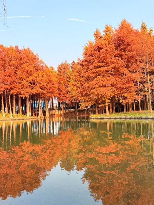 上海初冬限定浪漫|碳路者公園4點光影落羽杉 上海初冬限定浪漫|碳路者公園4點光影落羽杉