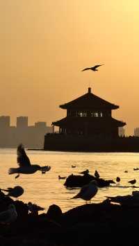 青島老城區賞鷗漫步指南：棧橋、八大峽與信號山的冬日浪漫