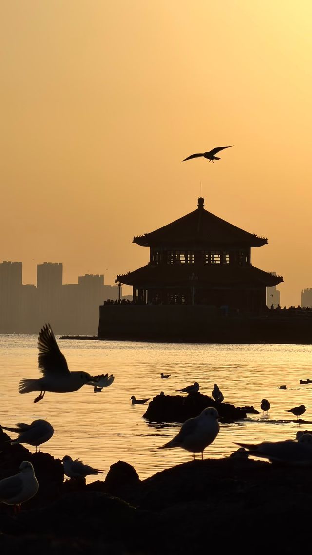 青島老城區賞鷗漫步指南：棧橋、八大峽與信號山的冬日浪漫