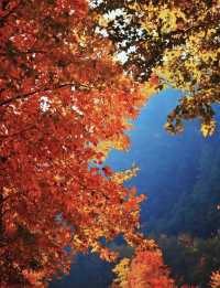 武義牛頭山｜現實版仙俠祕境美到失語