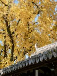 不是騰衝!在溫州!浙南12月濃烈的生命力~