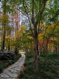 初冬暖陽下的多彩上海共青森林公園