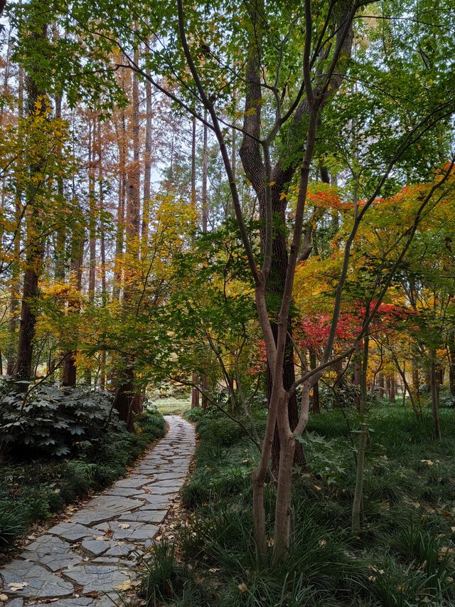 初冬暖陽下的多彩上海共青森林公園 初冬暖陽下的多彩上海共青森林公園