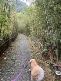 在莫干山見到了頂級的寵物友好