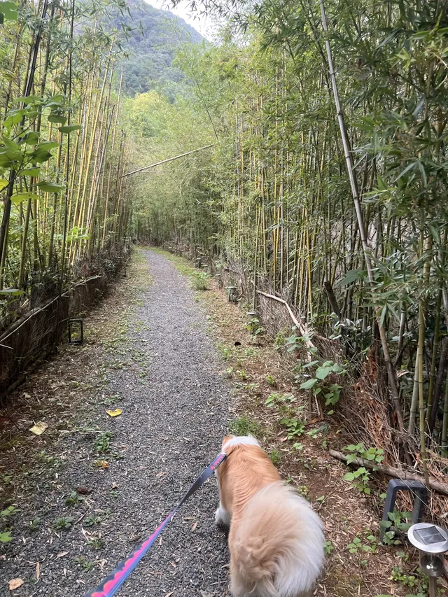 在莫干山見到了頂級的寵物友好 在莫干山見到了頂級的寵物友好