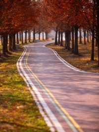 【上海1h直達·湖邊水杉秘境露營地】