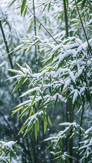 Snow blankets Qin Chuan for three hundred miles, a Lingnan garden hides the grandeur of the Tang Dynasty