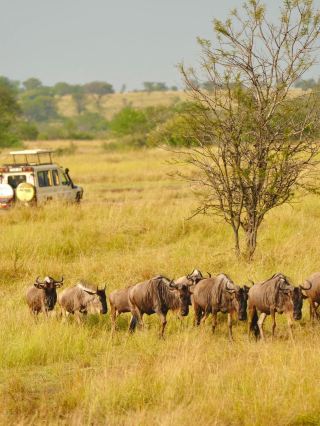 คู่มือการท่องเที่ยวแบบครบวงจร 6 วันในเคนยามาถึงแล้ว!