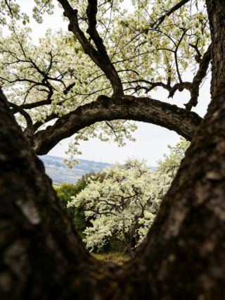Spring Limited Yunjin Mountain Century-old Pear Blossom Garden Family Hike + Complete Photo Guide in Luzhou