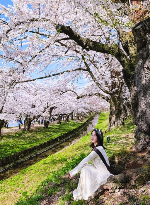 The Ultimate Cherry Blossom Experience in a Lifetime｜Hirosaki