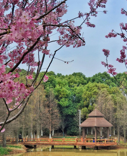 Nanchang Fenghuanggou｜Secret Scenic Spots Beyond the Flower Sea