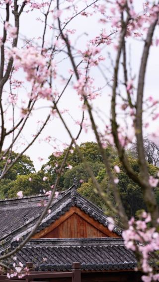 유항 고촌에서 봄을 만끽하고, 고풍스러운 꽃바다를 함께 감상하세요