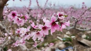 ดอกพีชและดอกแพร์บานสะพรั่งในตำบลหนานหยวน อำเภอหลินเซี่ย ต้อนรับแขกผู้มาเยือน